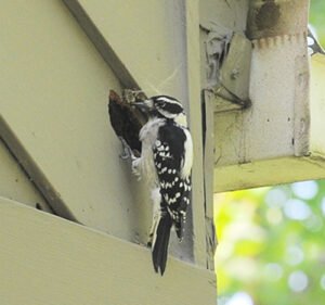 Downy woodpecker pecking at residential siding in St. Louis Missouri